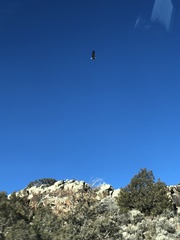 Haliaeetus leucocephalus leucocephalus