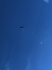 Haliaeetus leucocephalus leucocephalus