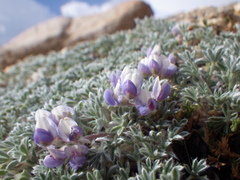 Lupinus breweri bryoides