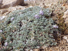 Lupinus breweri bryoides