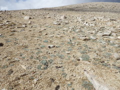 Lupinus breweri bryoides