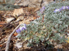Lupinus breweri bryoides