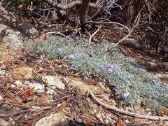 Lupinus breweri bryoides