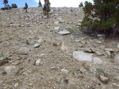 Lupinus breweri bryoides