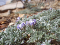 Lupinus breweri bryoides