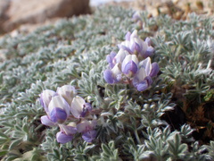 Lupinus breweri bryoides