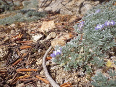 Lupinus breweri bryoides