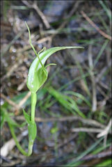 Pterostylis falcata