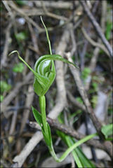 Pterostylis falcata