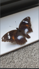 Hypolimnas bolina nerina