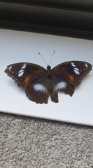 Hypolimnas bolina nerina