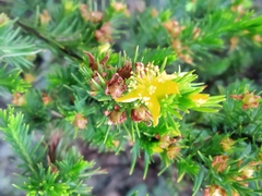 Hypericum juniperinum