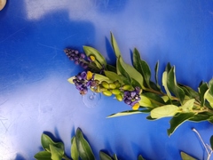 Monnina salicifolia