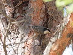 Sitta carolinensis tenuissima