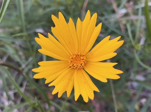 Coreopsis lanceolata image