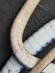 Dendrophidion bivittatus