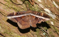 Hemeroblemma opigena