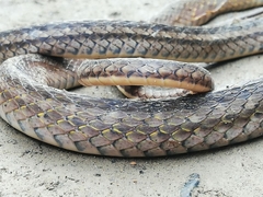 Dendrophidion bivittatus