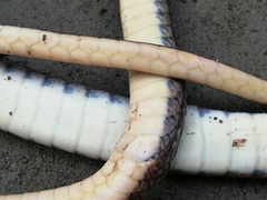 Dendrophidion bivittatus