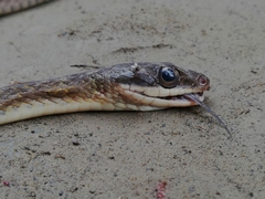 Dendrophidion bivittatus