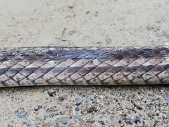 Dendrophidion bivittatus