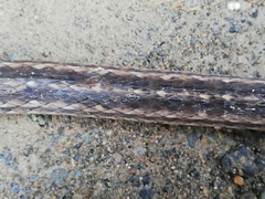 Dendrophidion bivittatus