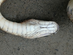 Dendrophidion bivittatus