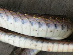 Dendrophidion bivittatus