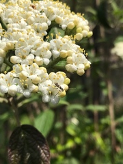 Molorchus bimaculatus