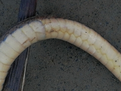 Dendrophidion bivittatus