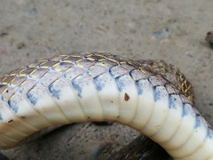 Dendrophidion bivittatus