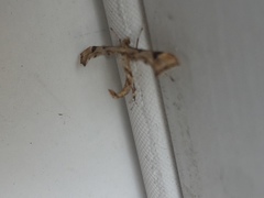 Platyptilia