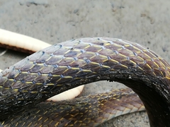 Dendrophidion bivittatus