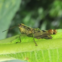 Proctolabinae