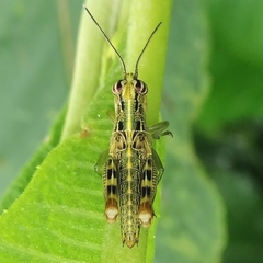 Proctolabinae