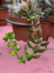 Lenophyllum texanum
