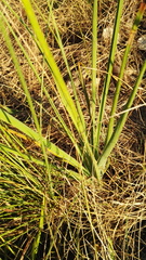 Trachyandra asperata