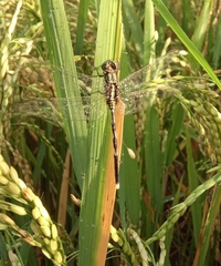 Orthetrum sabina