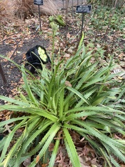 Eryngium agavifolium