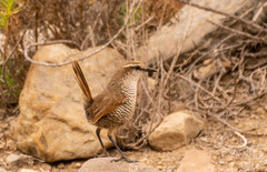 Scelorchilus albicollis