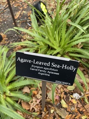 Eryngium agavifolium