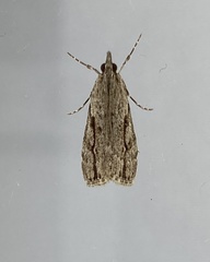 Eudonia bisinualis