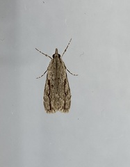 Eudonia bisinualis