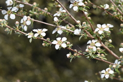 Leptospermum divaricatum