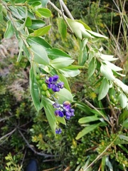 Monnina salicifolia