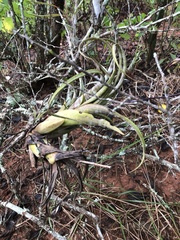 Tillandsia flexuosa image