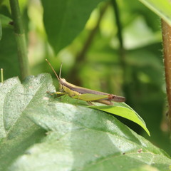 Gesonula punctifrons