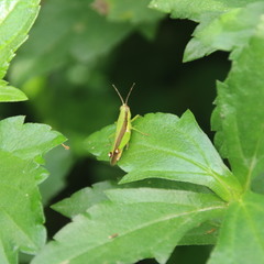 Gesonula punctifrons