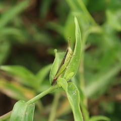Gesonula punctifrons