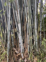Bambusa chungii